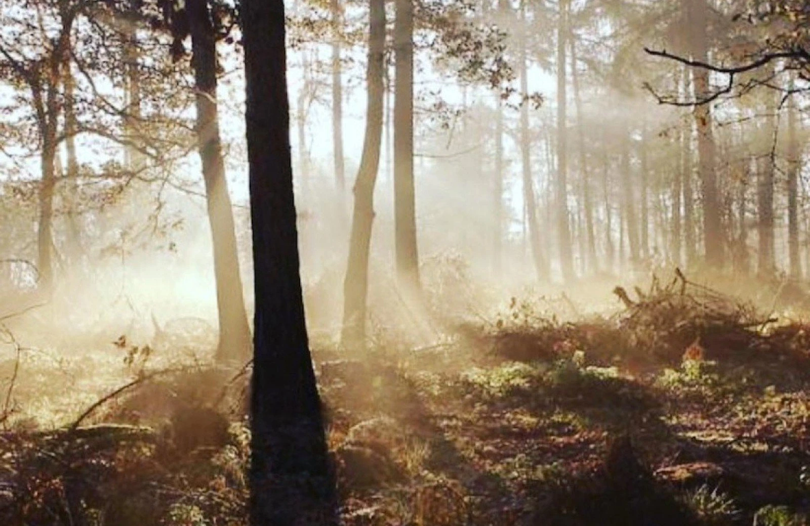 50695489 1980041095632760 4929406151134543872 o 1