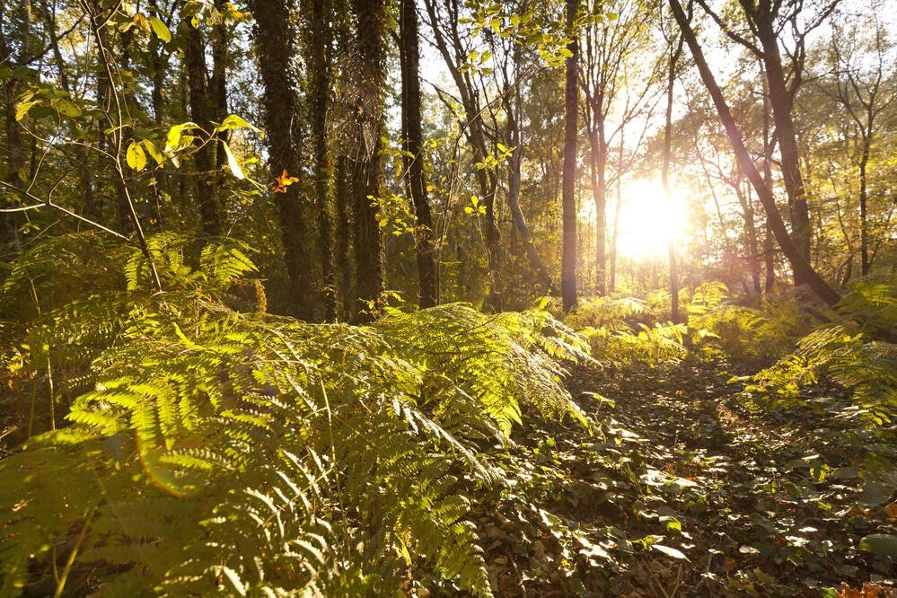 Image image FfmeouCfZCprTPwdM